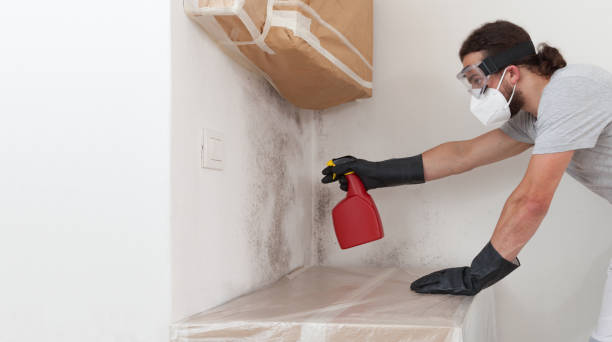 Professional Basement Mold Remediation technician working in Chandler, AZ
