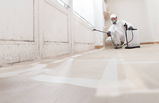 24/7 Emergency Basement Mold Remediation experts in Chandler, AZ